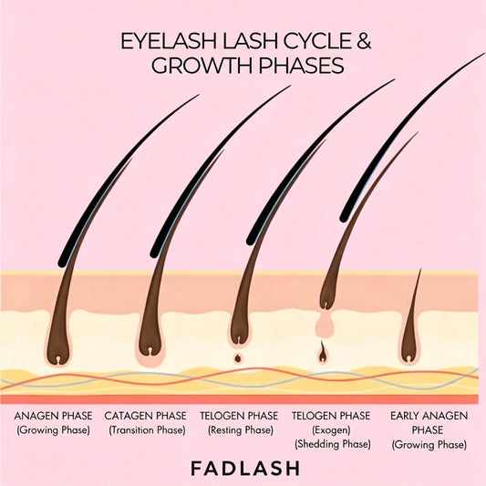 Normal vs. Abnormal Lash Extension Shedding: A Week-by-Week Chart for Clients