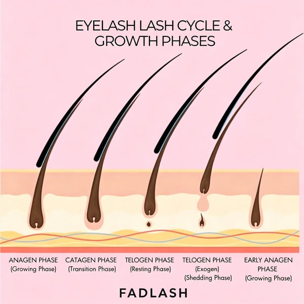 Normal vs. Abnormal Lash Extension Shedding: A Week-by-Week Chart for Clients